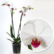 Orchide papillon Blanche, Phalaenopsis